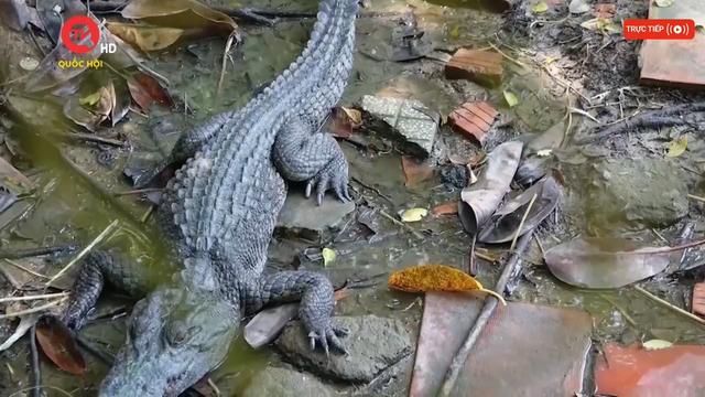 Vụ cá sấu sổng chuồng ở Kiên Giang: Đề xuất di dời hoặc thanh lý cả đàn
