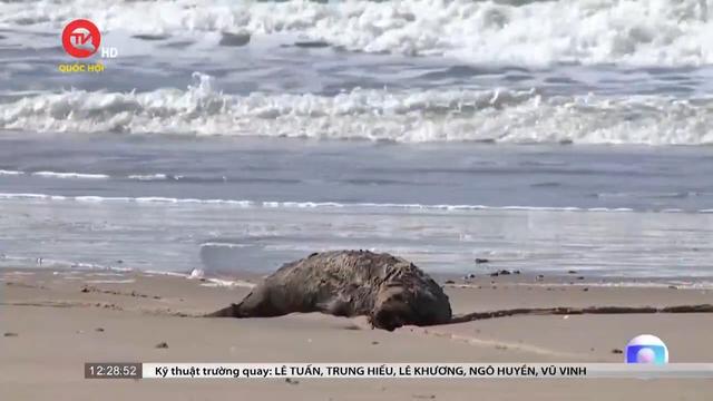 Hàng trăm sư tử biển chết do nhiễm cúm gia cầm ở Brazil 