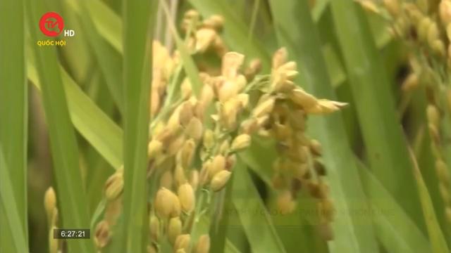 Doanh nghiệp xuất khẩu gạo cần đảm bảo nguồn cung