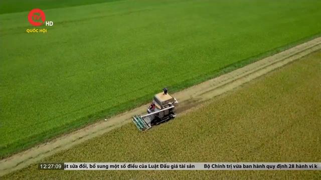 Thái Lan thông qua các biện pháp bình ổn giá gạo