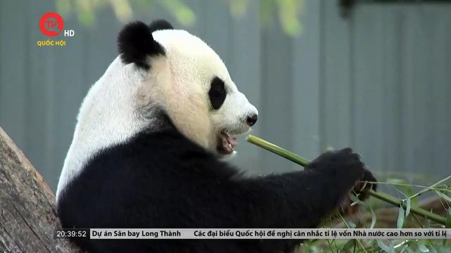 Vườn thú quốc gia Mỹ trả lại gấu trúc cho Trung Quốc