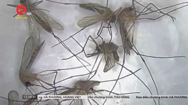 Phát hiện mới về muỗi Aedes gây sốt xuất huyết 