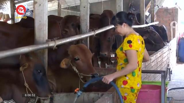Tây Ninh: Hiệu quả từ mô hình chăn nuôi liên kết hợp tác xã 