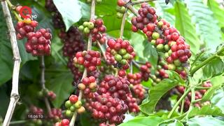 Tây Nguyên thu hút hàng nghìn lao động mùa cà phê 