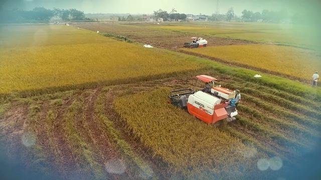 Nông nghiệp Việt Nam: Xây dựng nông thôn mới hướng tới thực chất, chiều sâu