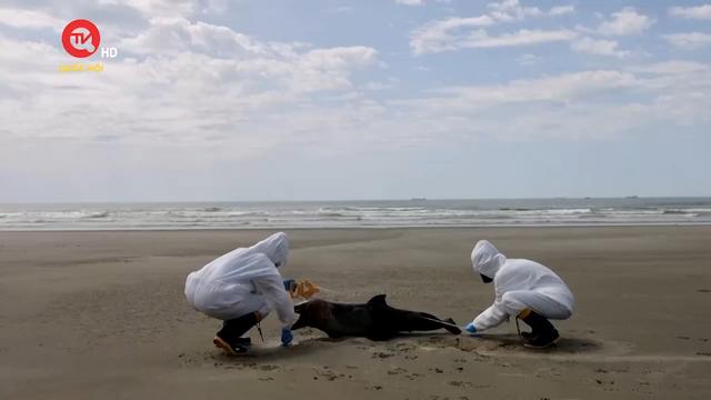 Brazil: Gần 1.000 con sư tử biển và hải cẩu chết do cúm gia cầm
