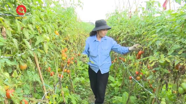 Cải thiện sinh kế của nông dân vùng ven đô Hà Nội qua du lịch nông nghiệp
