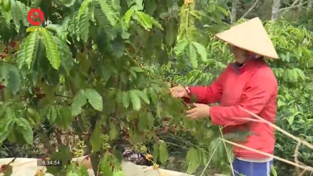 Bình Thuận: Giá cà phê cao, nông dân Đa Mi phấn khởi
