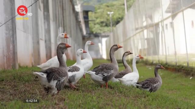 Những chú ngỗng - lính gác "độc nhất" tại nhà tù ở Brazil