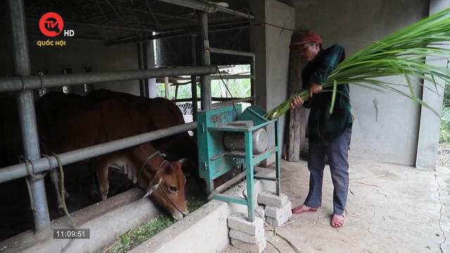 Chủ động phòng chống rét cho gia súc ở miền núi Nghệ An 