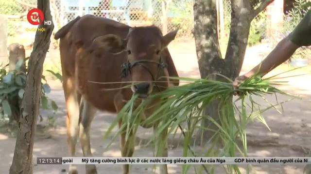 Khuất tất việc hỗ trợ bò cho hơn 100 hộ nghèo tại Kon Tum  