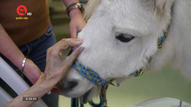Phương pháp trị liệu bằng ngựa độc đáo tại Nga