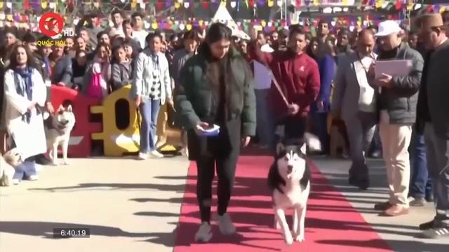 Lễ hội dành cho thú cưng ở Ấn Độ