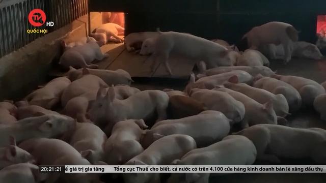 Hà Tĩnh: Hàng loạt trang trại lợn xây dựng trái phép trên đất rừng sản xuất