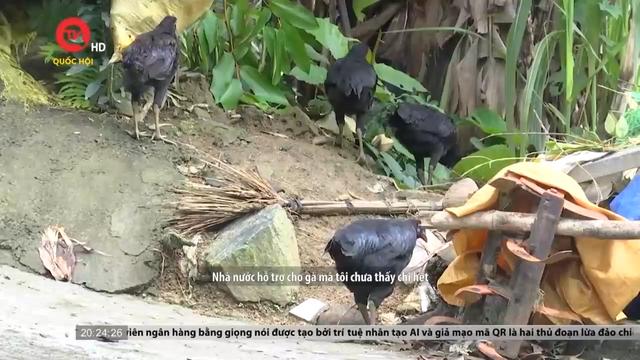 Quảng Nam phản hồi vụ gà nhà nước “lạc” vào nhà cán bộ