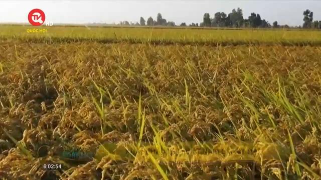 Xuất khẩu gạo Việt Nam lập kỷ lục
