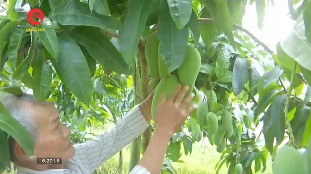 An Giang: Nâng cao chất lượng trái cây Việt phục vụ xuất khẩu