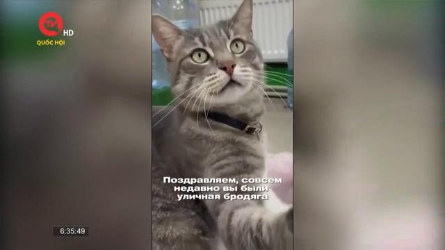 Người dân Nga đòi lại công bằng cho mèo
