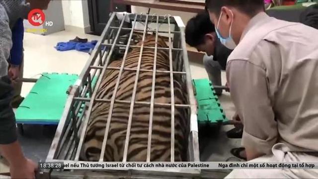 Quảng Trị: Bắt giữ vụ vận chuyển một cá thể hổ nặng 200kg