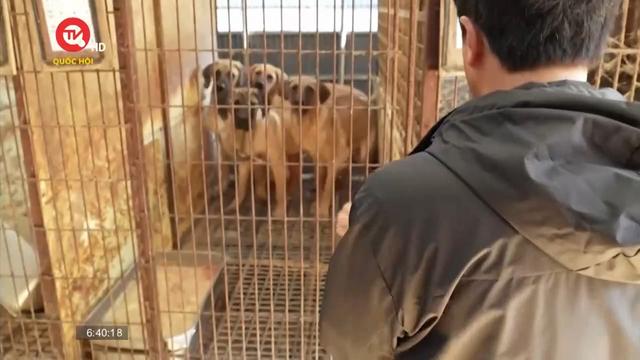 Hàn Quốc lập lực lượng đặc nhiệm để chấm dứt tiêu thụ thịt chó