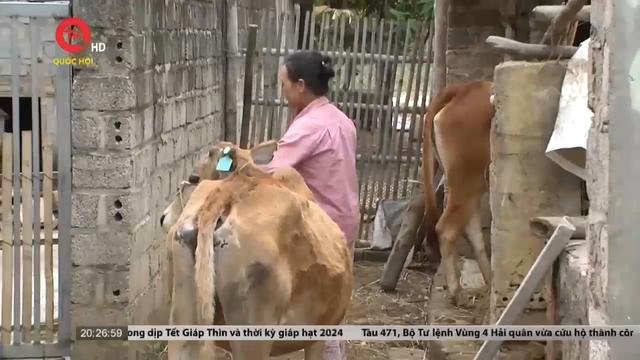 Điện Biên: Cấp bò gầy trơ xương, già yếu để hộ nghèo phát triển chăn nuôi