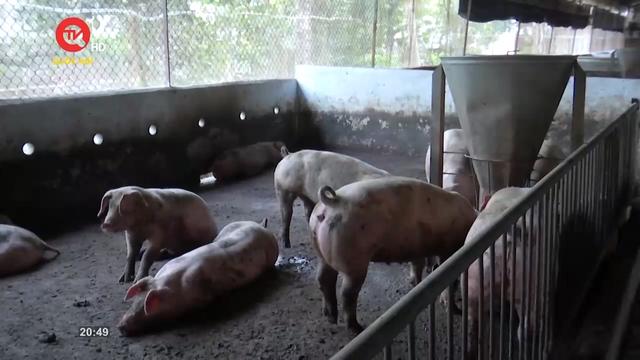 Góc nhìn hôm nay: Ồ ạt lợn nhập lậu khiến giá heo lao dốc, người chăn nuôi bỏ chuồng 
