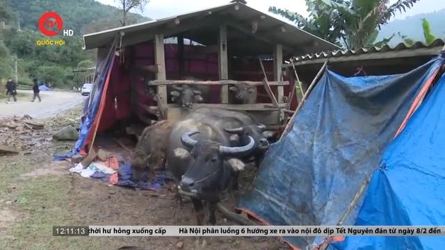 Hơn 40 con gia súc bị chết do rét đậm, rét hại ở Cao Bằng