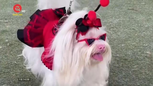 Brazil: Hóa trang cho chó để tham gia Carnival