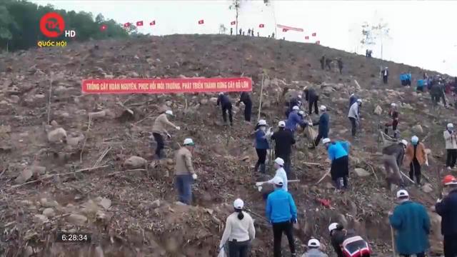 Quảng Ninh sẽ trồng 1 triệu cây xanh dịp Tết