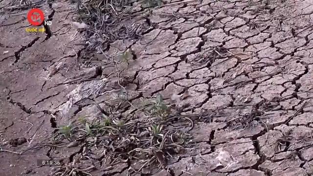 Cà Mau: Hơn 100 điểm sạt lở và sụt lún đất do khô hạn