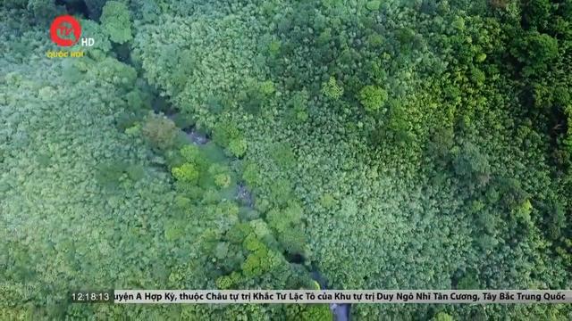 COP 26: Việt Nam thí điểm thành công chuyển nhượng tín chỉ carbon rừng