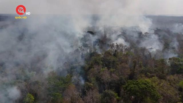 Rừng Amazon tại Brazil có kỷ lục gần 3.000 vụ cháy trong 1 tháng