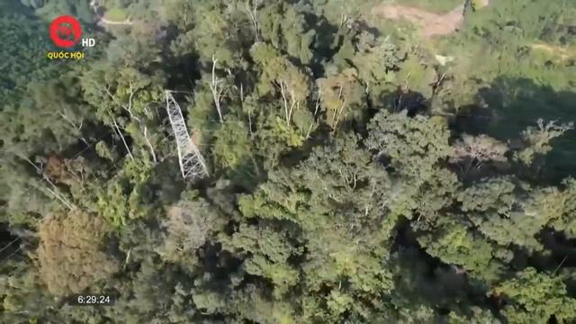 Điều tra vụ hủy hoại rừng để làm đường dây điện ở Quảng Nam