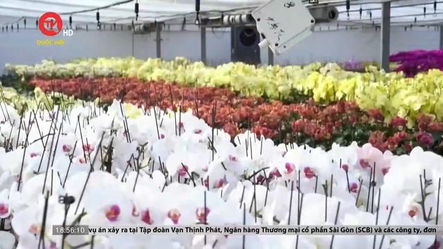 Trung Quốc phát triển ngành trồng hoa 