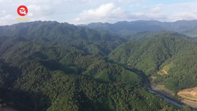 Câu chuyện hôm nay: Nguồn lợi từ bán tín chỉ carbon rừng của Việt Nam 