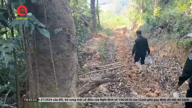 Quảng Nam yêu cầu xử lý nghiêm vụ phá rừng phòng hộ 