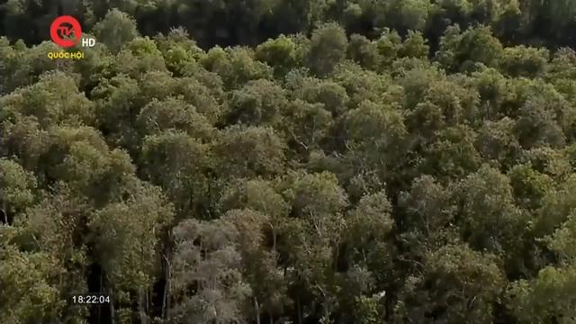 Cà Mau: Hơn 23.000 héc ta rừng đang khô hạn, nguy cơ cháy cao