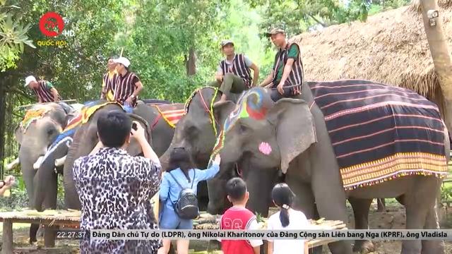 Đắk Lắk: Hiệu ứng tích cực từ mô hình du lịch thân thiện với voi