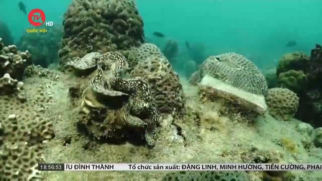 Thái Lan nỗ lực phục hồi các rạn san hô tự nhiên 