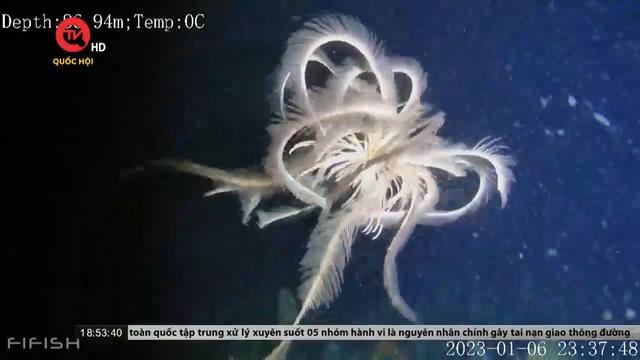 Các nhà khoa học phát hiện hoa huệ biển quý hiếm ở Nam Cực