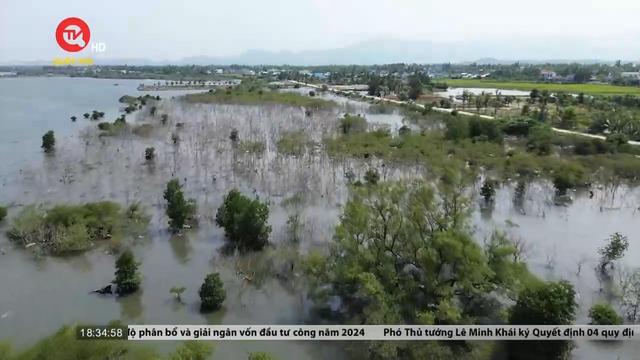 Quảng Nam yêu cầu báo cáo rừng ngập mặn trăm tuổi chết khô