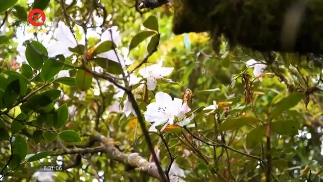 Hoa đỗ quyên rực rỡ trên độ cao hơn 1.000m nơi đèo Sa Mù, Quảng Trị