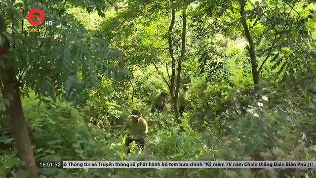 Điểm sáng về khôi phục rừng bị tổn thương ở Quảng Nam