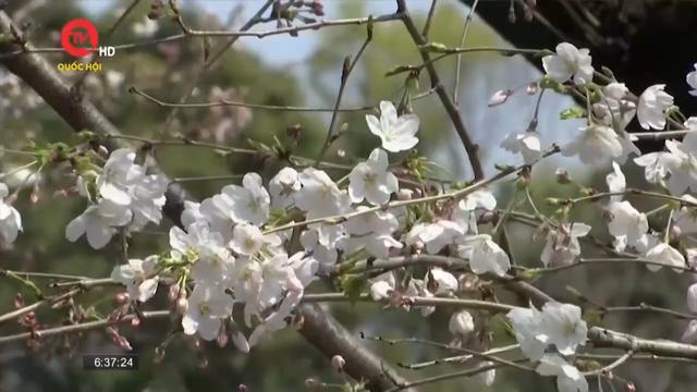Người dân Tokyo, Nhật Bản thưởng thức hoa anh đào
