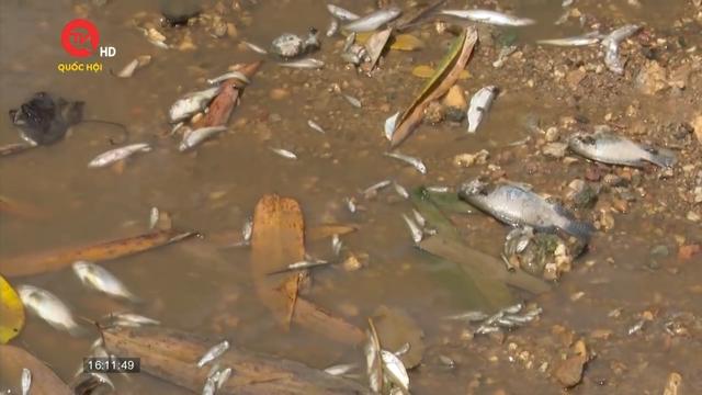 Quảng Trị: Cá chết hàng loạt ở khe suối, nghi do vỡ hồ chứa nước thải từ trang trại heo