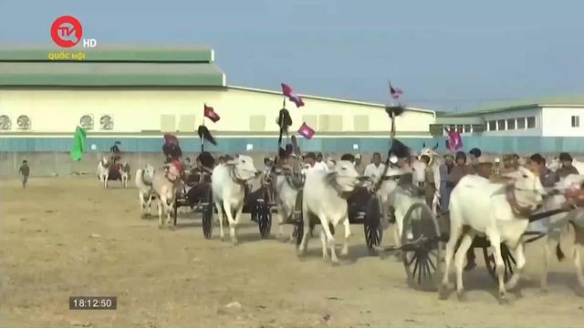 Lễ hội đua xe bò mừng năm mới tại Campuchia