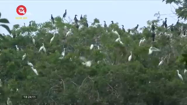 Chuyện lạ: Một khu vườn hơn 20 năm thu hút hàng ngàn chim cò bay về trú ngụ