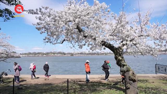 Nhật Bản sẽ tặng Mỹ 250 cây hoa anh đào
