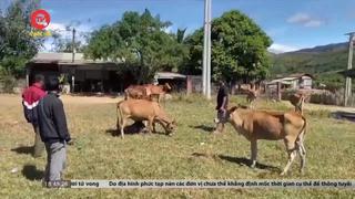 Nhiều sai phạm liên quan đến việc hỗ trợ bò cho hộ nghèo tại Kon Tum 