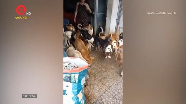 Alo cử tri phương Nam: Căn nhà nuôi 100 con chó gây bức xúc trong khu dân cư